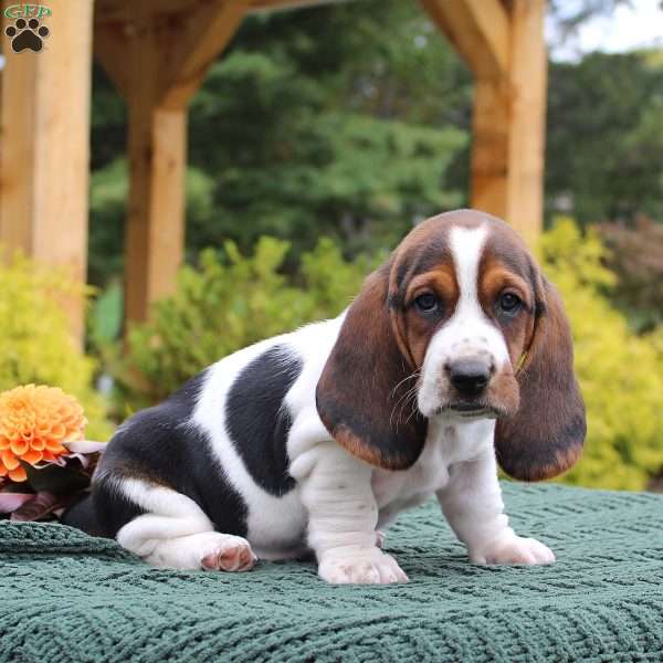 Macy, Basset Hound Puppy